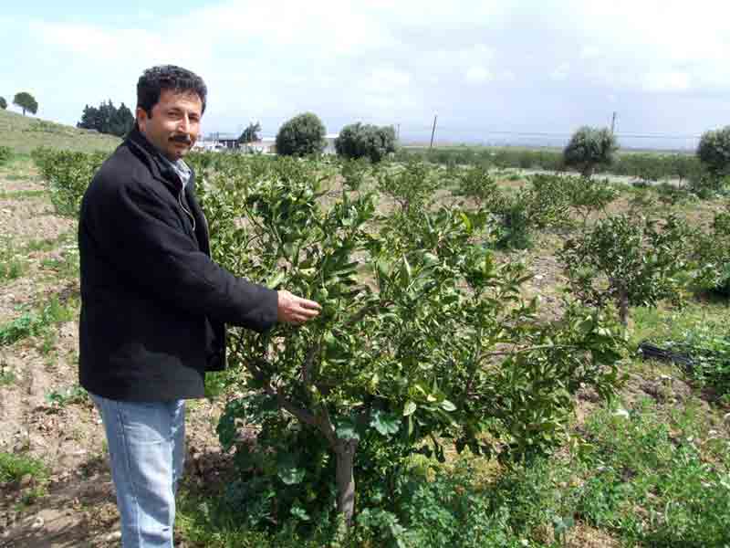 Erkenci mandalinanın anavatanı Japonya!