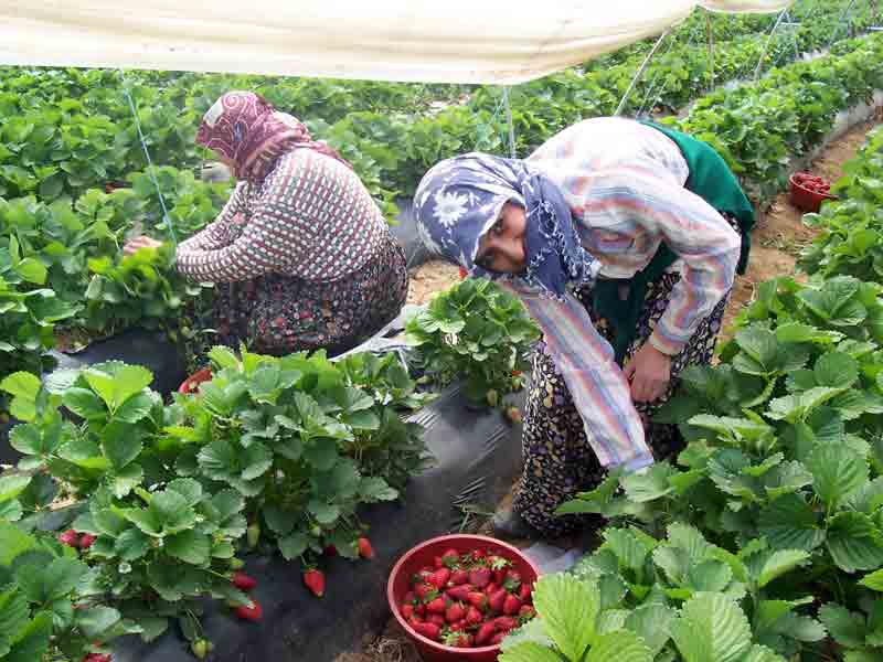 Aydınlı çilek üreticisi bu yılki verimden umutlu