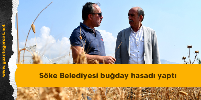 Söke Belediyesi buğday hasadı yaptı