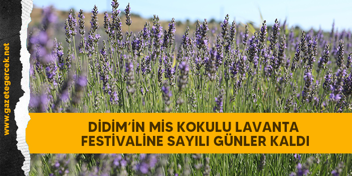 DİDİM’İN MİS KOKULU LAVANTA FESTİVALİNE SAYILI GÜNLER KALDI