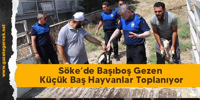 Söke‘de Başıboş Gezen Küçük Baş Hayvanlar Toplanıyor
