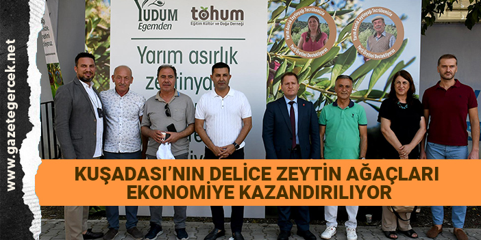 KUŞADASI’NIN DELİCE ZEYTİN AĞAÇLARI EKONOMİYE KAZANDIRILIYOR