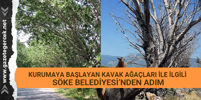 KURUMAYA BAŞLAYAN KAVAK AĞAÇLARI İLE İLGİLİ SÖKE BELEDİYESİ’NDEN ADIM
