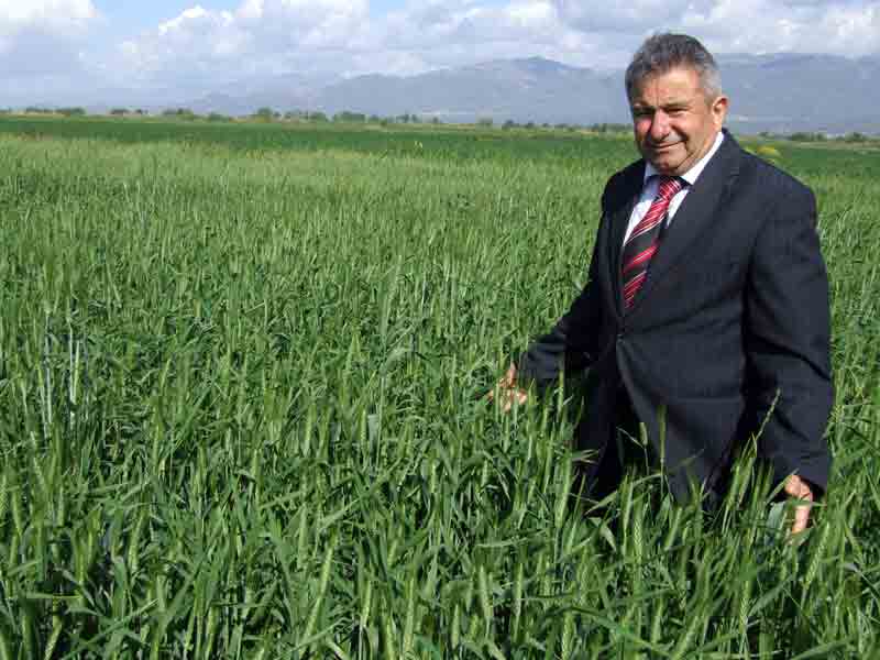 Aydın haziran ayında 120 bin dönüm buğday hasat edecek