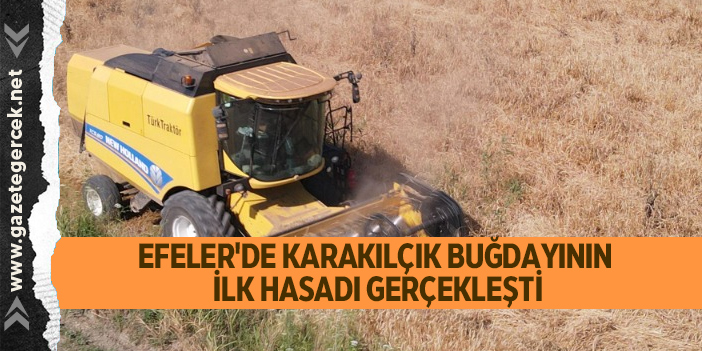 EFELER'DE KARAKILÇIK BUĞDAYININ İLK HASADI GERÇEKLEŞTİ