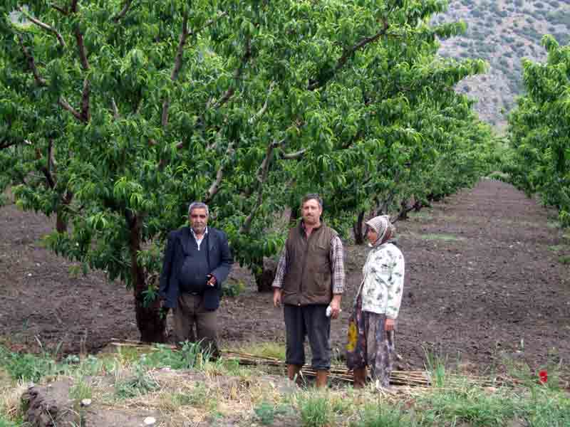 Tütün ve pamuk tarlalarında şimdilerde şeftali üretiliyor