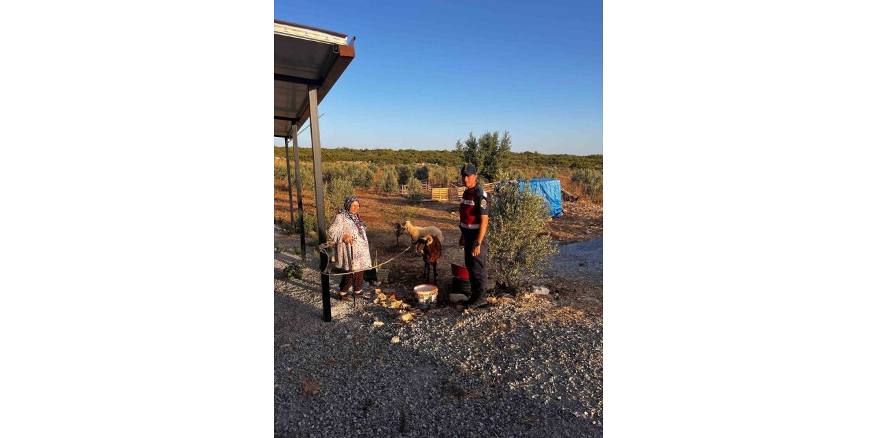 Kaybolan hayvanları jandarma buldu