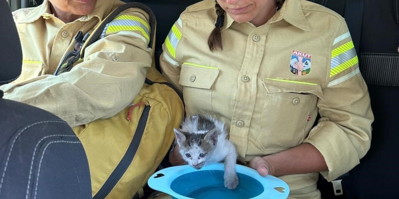 AKUT Kuşadası ekibi, orman yangının ardından hayvanlara destek sağladı