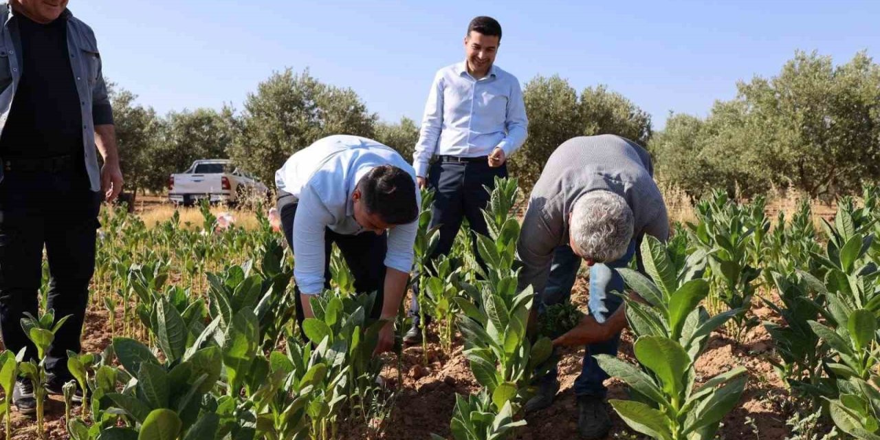 Kaymakam Gündoğdu ve Cumhuriyet Savcısı Tan tütün hasadına katıldı