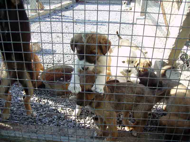 Köpek Barınağı’na giren hırsızlar yakalandı