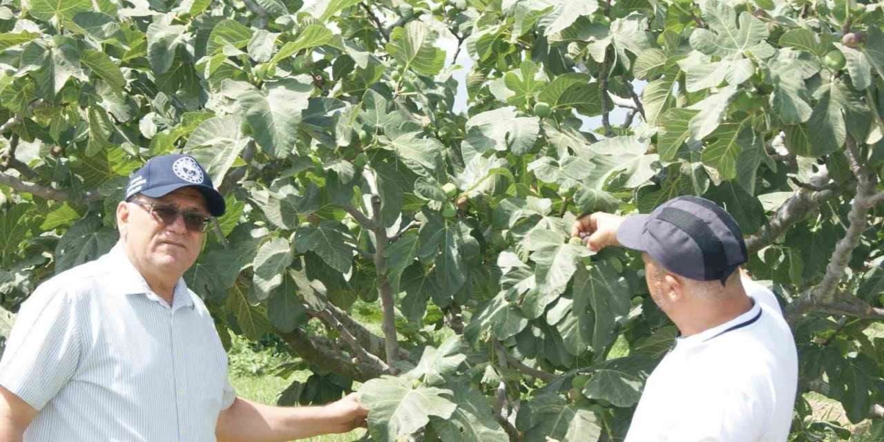 Kuyucak’ta incir bahçelerinde hastalık ve zararlı kontrolü yapıldı