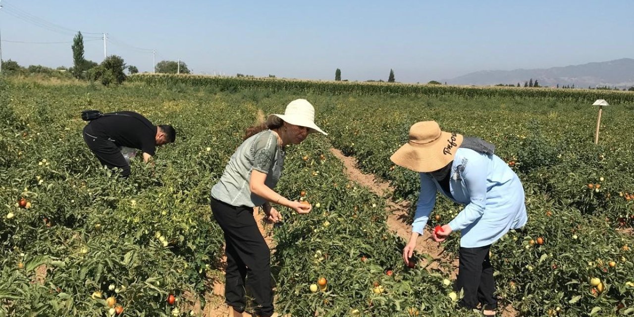 Aydın’da domates yetiştiriciliği EKÜY projesiyle güvende