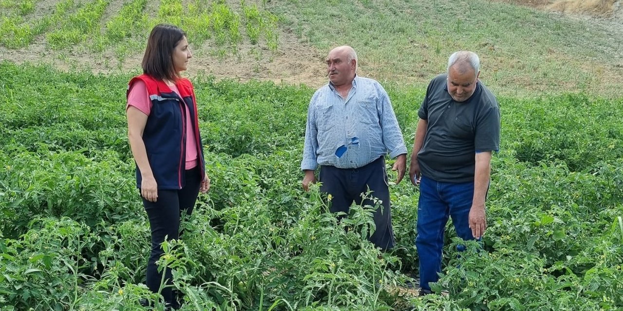 Kuyucak’ta proje kapsamında dağıtılan domates fideleri kontrol edildi