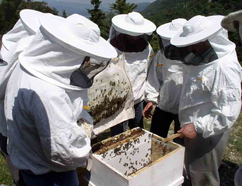 Aydın’da ana arı denetimlerine başlandı
