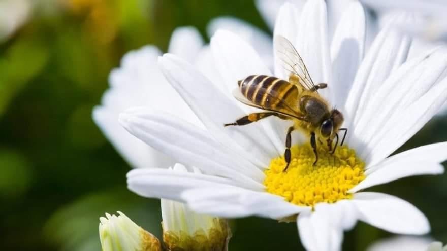 Bitki koruma ürünleri kullanımı arttı, ilçe tarım ‘arılar’ için çağrıda bulundu