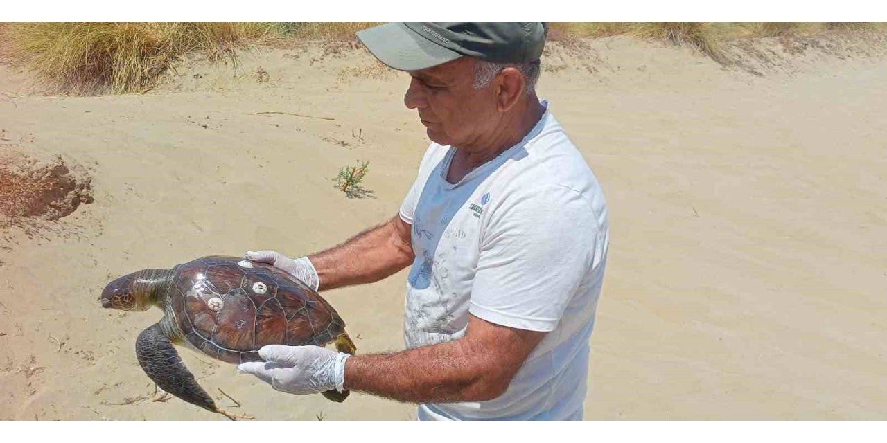 Kuşadası’nda 2 yeşil deniz kaplumbağası ölü bulundu