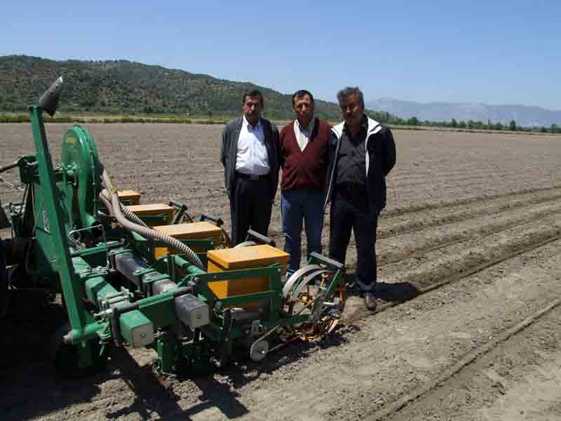 Önce kuraklık, şimdi de domuz zararlıları tarlada ürün bırakmadı