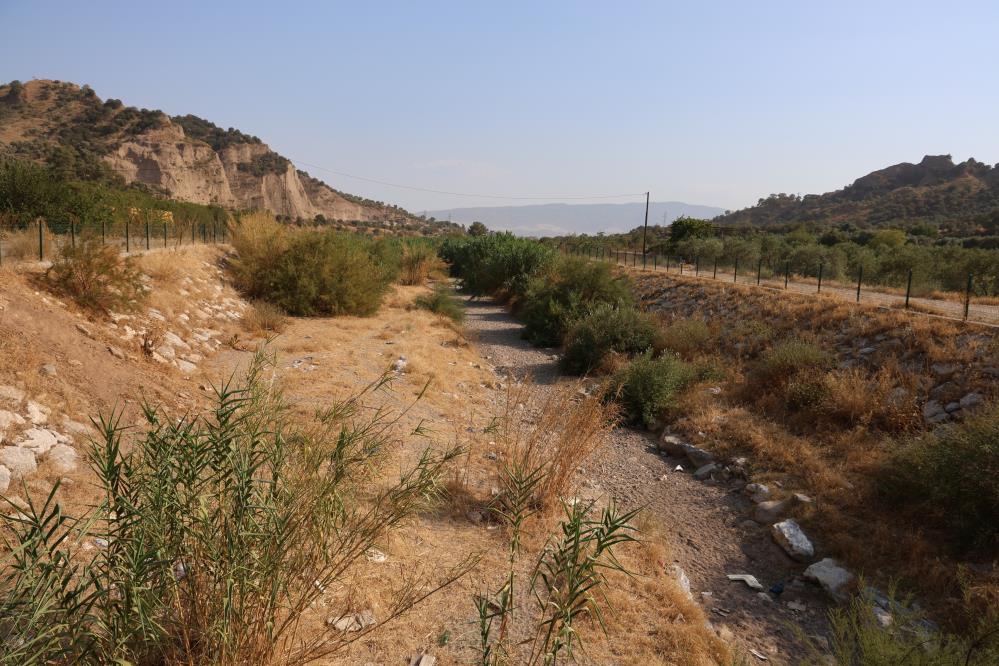 Aydın’da kuraklık ve susuzluk alarmı, incir ağaçları kurumaya başladı