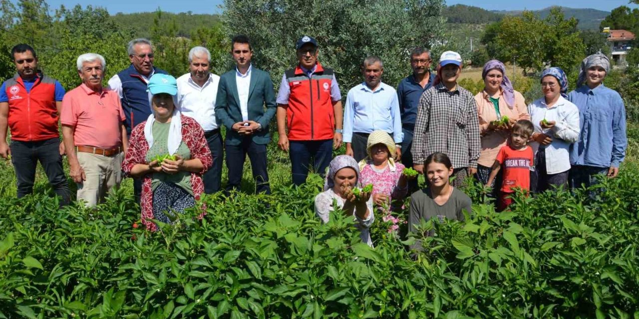 Bozdoğan’da turşuluk kardolua biber çeşidinin ilk hasadı yapıldı