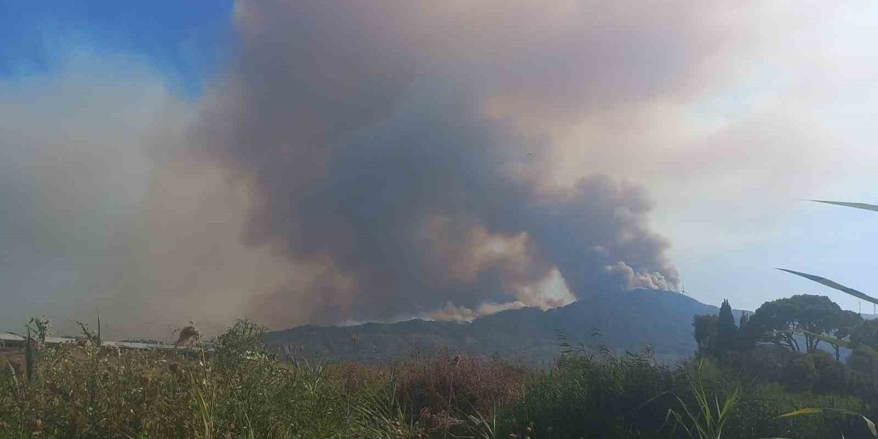 Aydın’daki orman yangınını kontrol altına alma çalışmaları devam ediyor