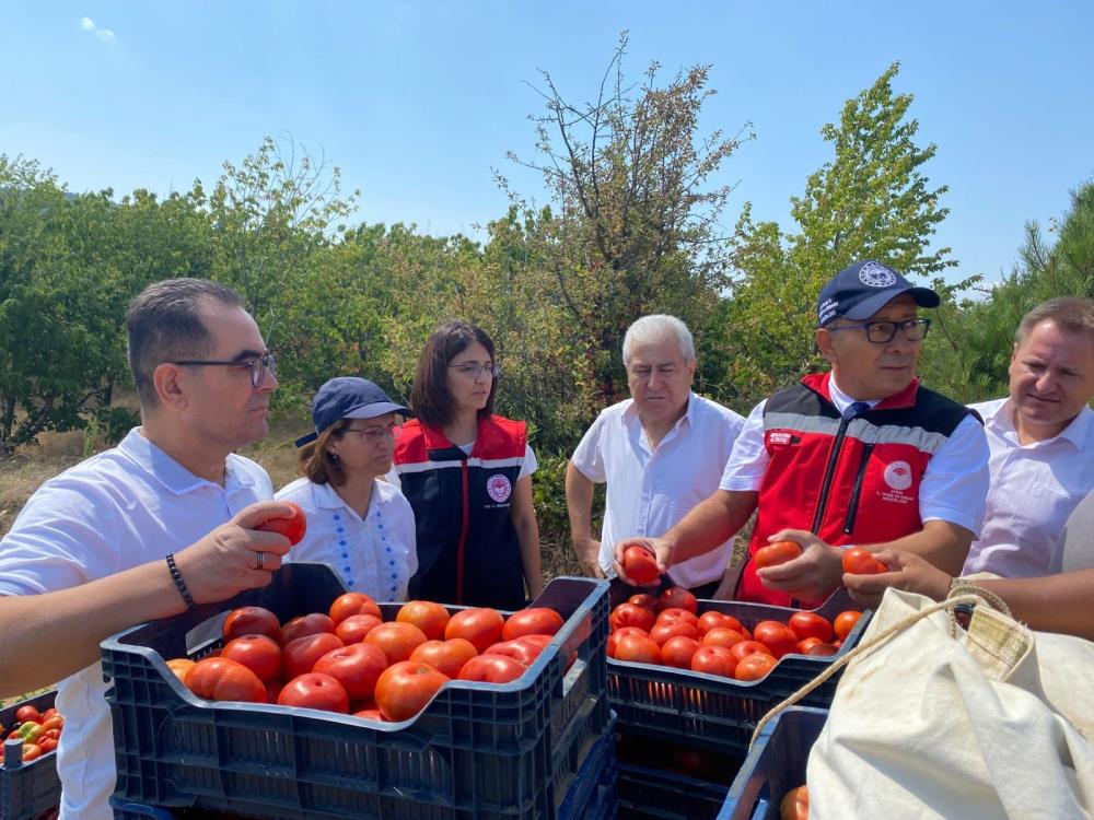 Kuyucak’ta geçci domates hasat şenliği yapıldı