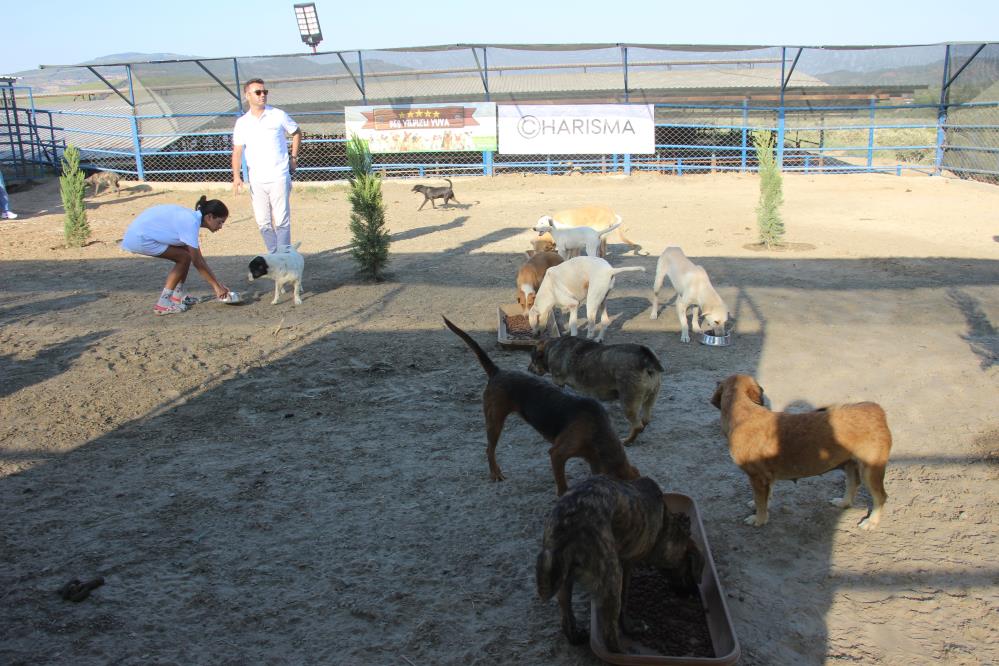 Kuşadası’nda sokak köpekleri için özel barınak