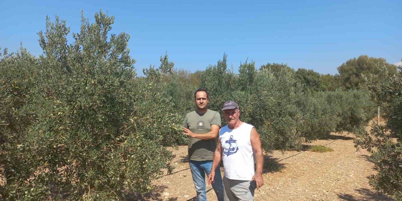 Aydın’da zeytin rekolte tahmin çalışmaları başladı