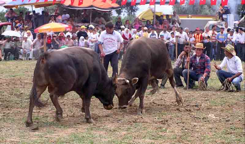 Burası İspanya değil, Aydın!..