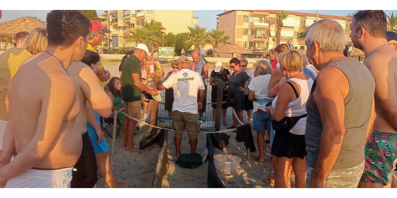 Kuşadası’nda yumurtadan çıkan son yavru caretta da özgürlüğe kulaç attı