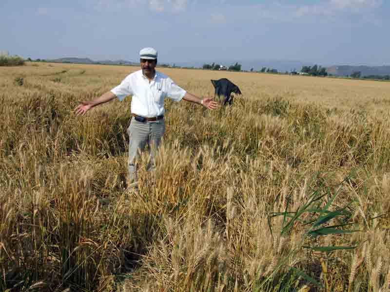 Yaban domuzları çiftçinin tarladaki ürününe adeta ortak oldular