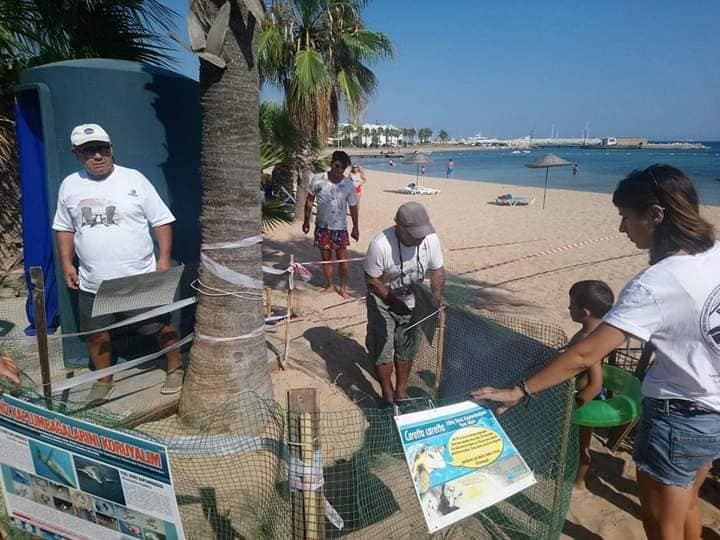 Deniz kaplumbağaları bu yıl Didim’e yumurta bırakmadı