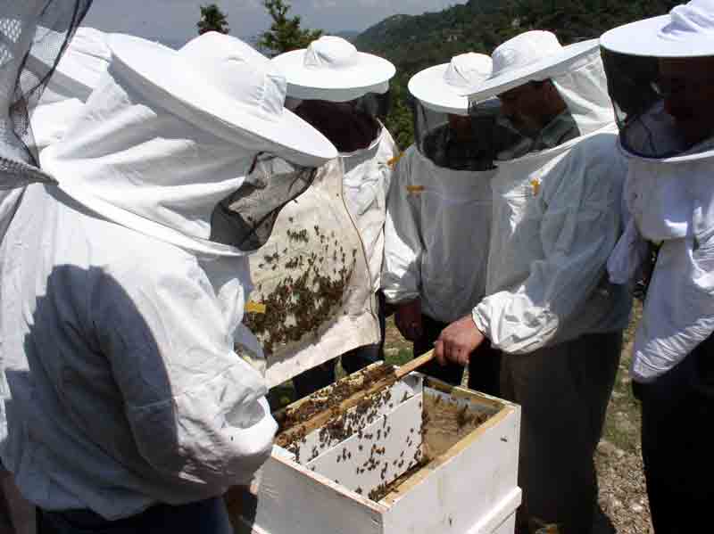 Çevre kirliliği ve bilinçsiz ilaçlama arıları olumsuz etkiledi