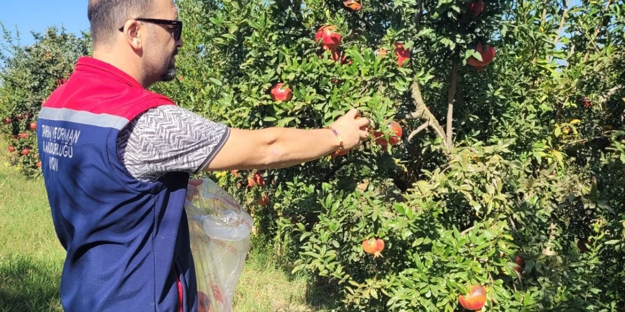 Aydın’da pestisit kalıntı analizi için nar numuneleri alındı