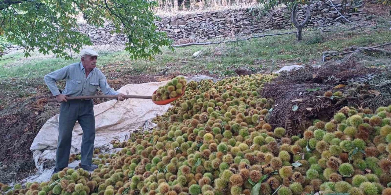 Köşk’te kestane hasadı devam ediyor