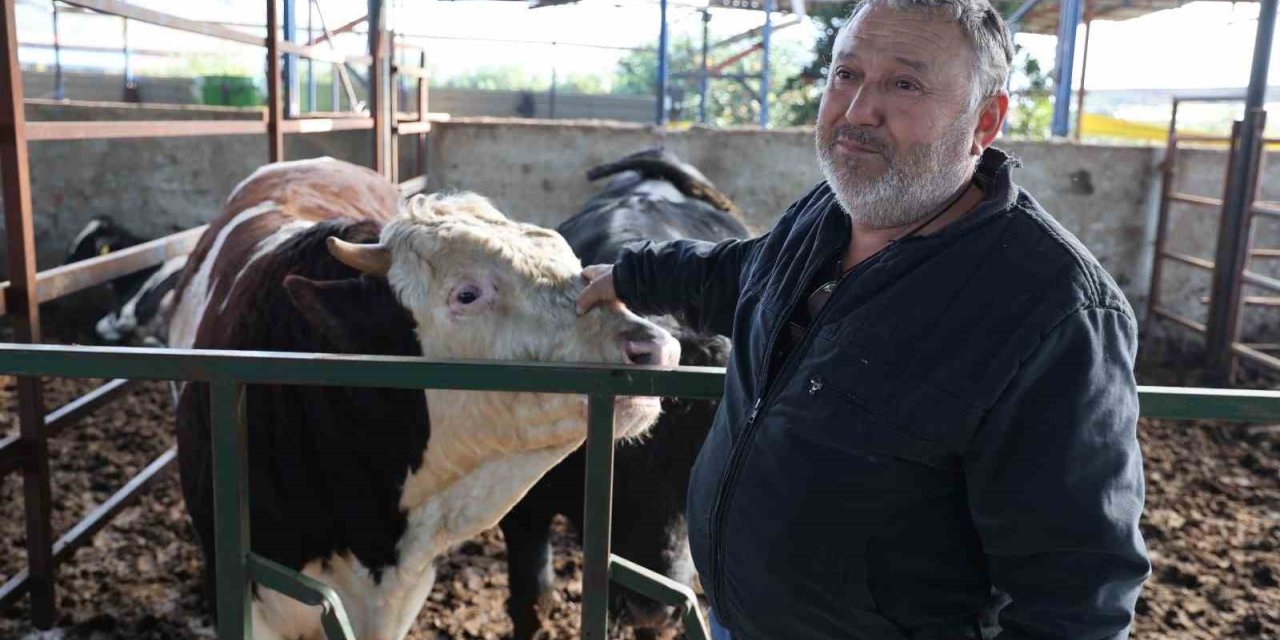 Öfkeli boğanın saldırısından sahibi canını zor kurtardı