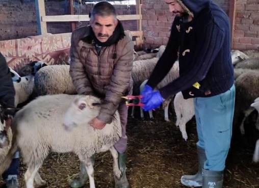 Söke’de küçükbaş hayvanların aşılanması devam ediyor