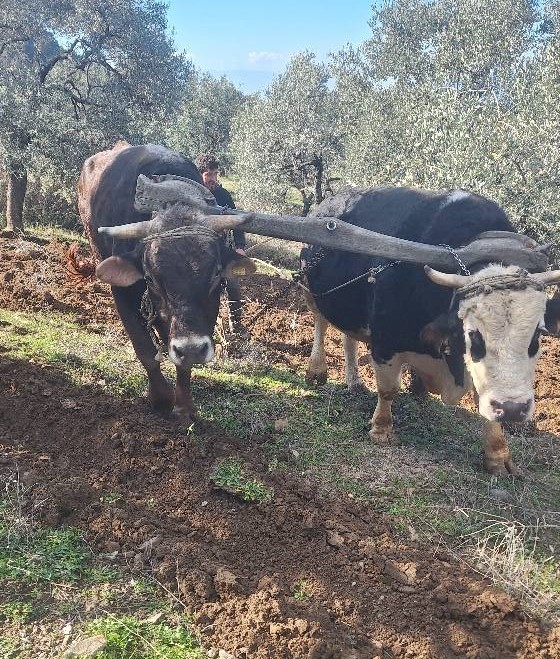 Teknolojinin işlemediği Aydın dağlarında çiftçilerin zorlu mesaisi erken başladı