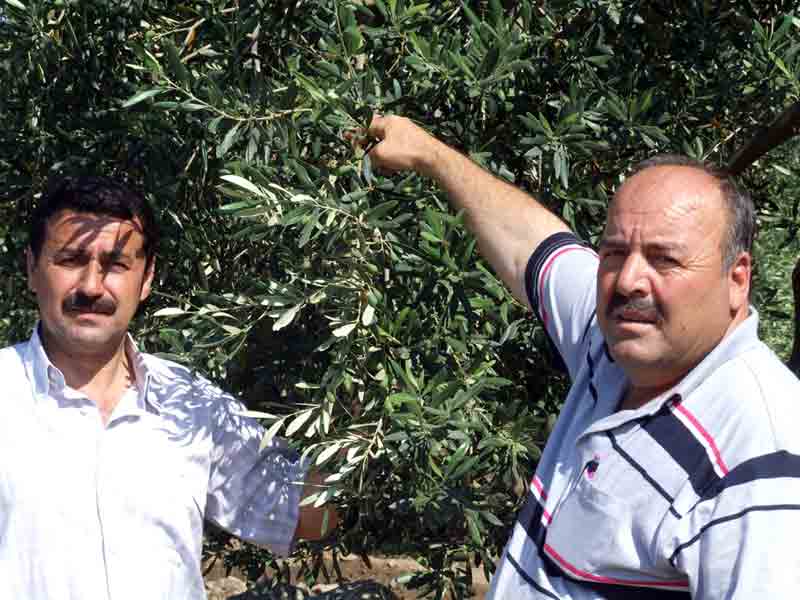 Kuyucak ve Buharkent havalisinde zeytinde yok yılı yaşanmıyor