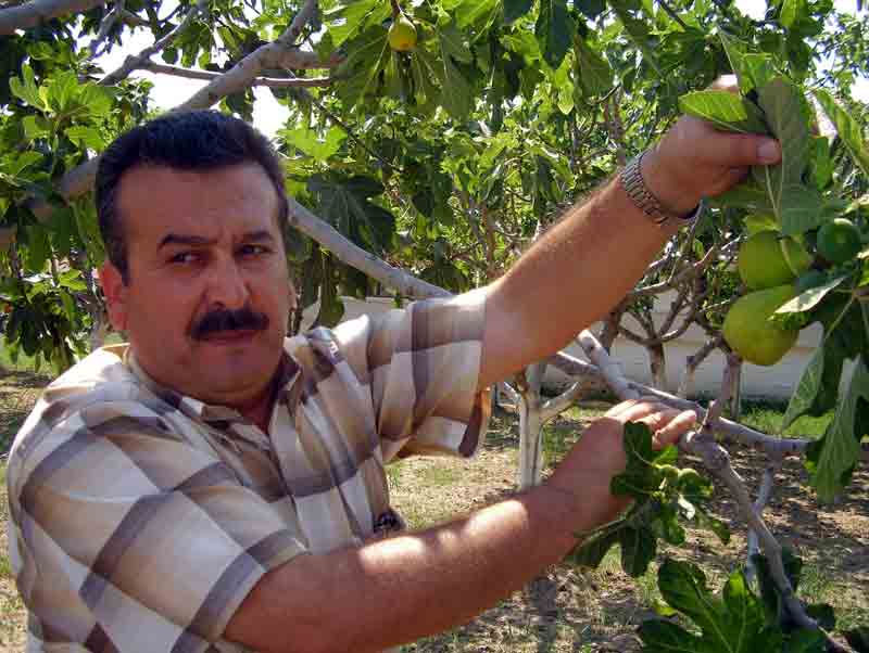 Erbeyli İncir Araştırma Enstitüsü Müdürü Ramazan Özkan incir üretimini d