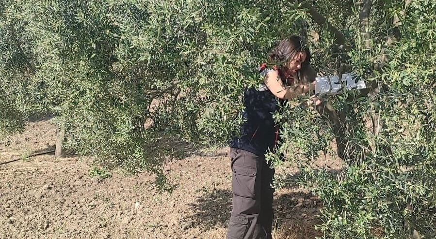 Didim’de zeytinliklerde hastalık ve zararlı denetimi yapıldı