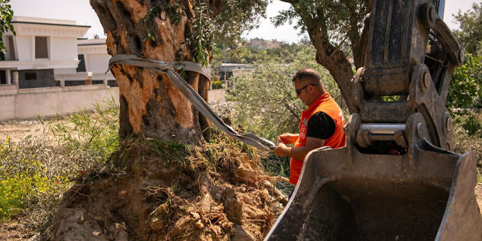 KUŞADASI’NDA 1137 AĞAÇ YER DEĞİŞTİRDİ