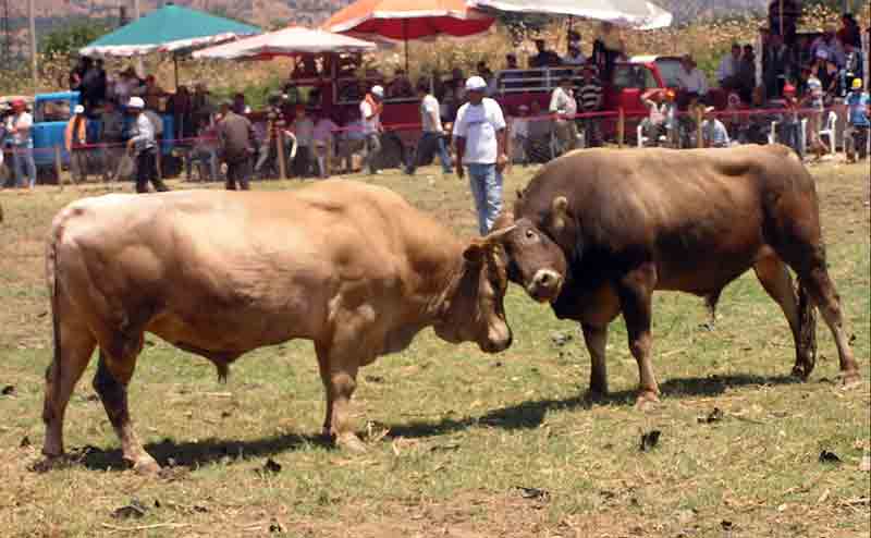 Aşırı sıcağa rağmen boğalar kıran kırana güreşti