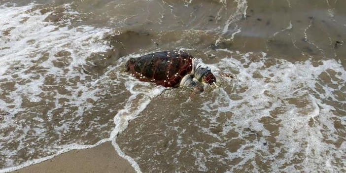 Kuşadası’nda deniz kaplumbağası kıyıya vurdu