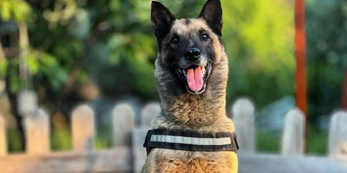 Kahraman köpek ’Bob’ öldü
