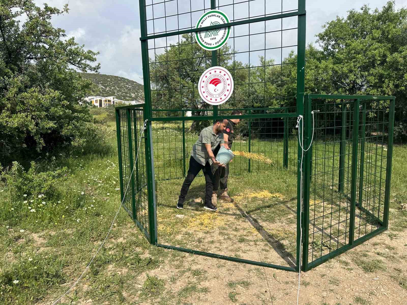 Kuşadası’nda yaban domuzlarına karşı termal dronlu mücadele