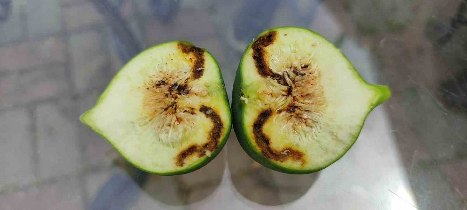 Nazilli’de incir siyah sineği ile mücadele çağrısı
