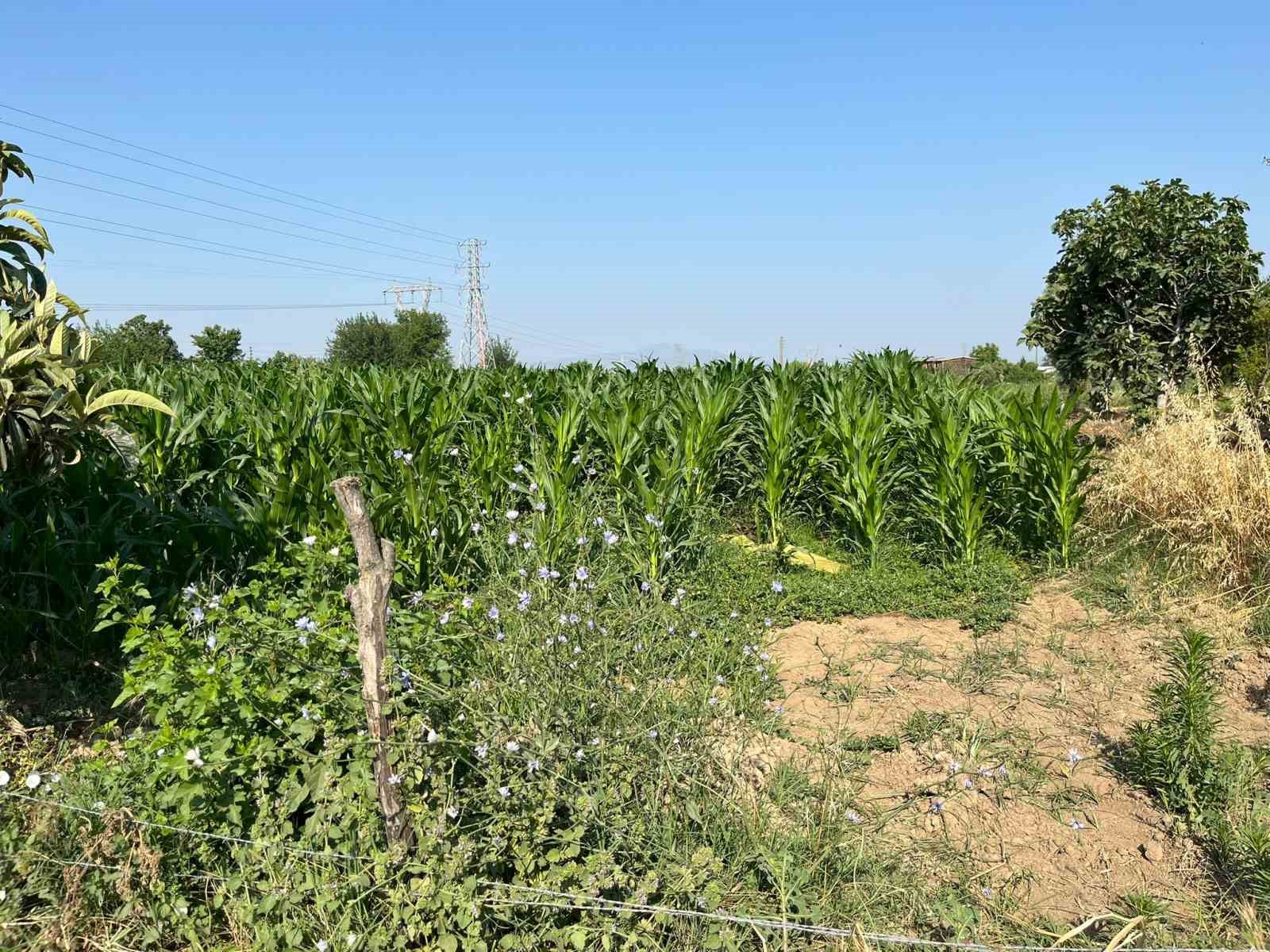 Tarlada akrabasını öldürüp kayıplara karıştı