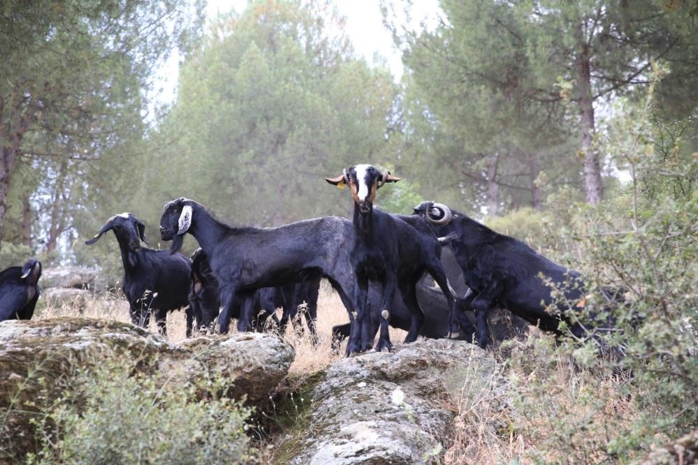 Koyun, keçi ve çobanların kıymeti bilinmedi, ülkenin en büyük sorunu yangınlar oldu