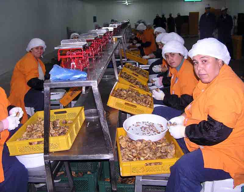 Aydınlı kadınlara incir işleme kursu