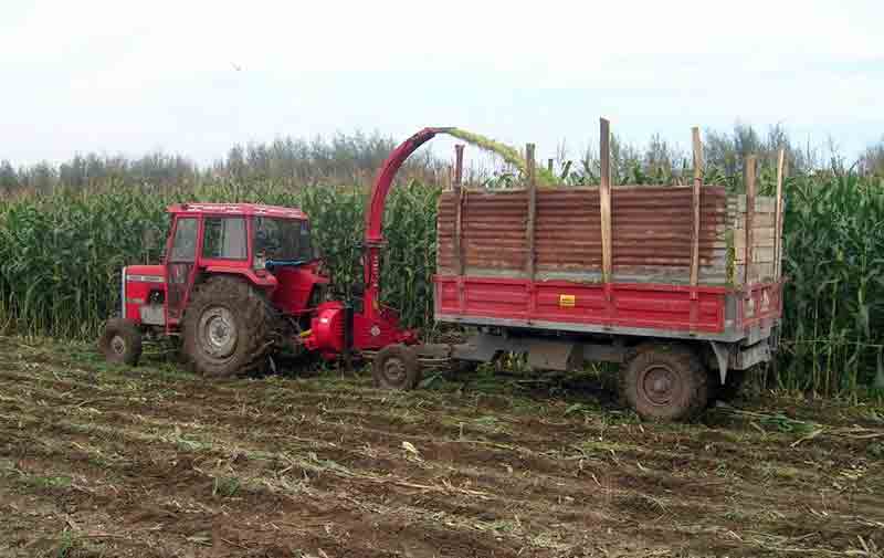 Mısır fiyatları Aydınlı üreticiyi sevindirmedi
